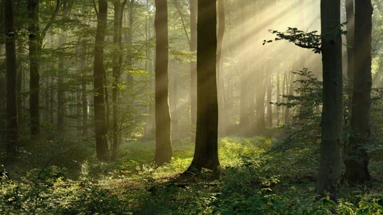Forum Wald & Gesellschaft