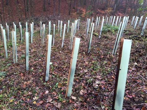 Kulturwald / Neue Bäume für Windeck